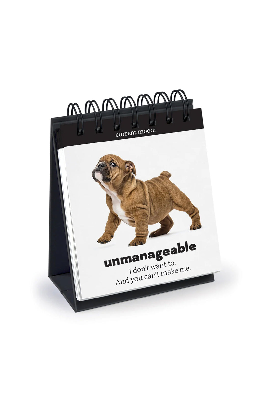 Daily Doggo - Desk Flipchart - Visual Media Number 1 of 2